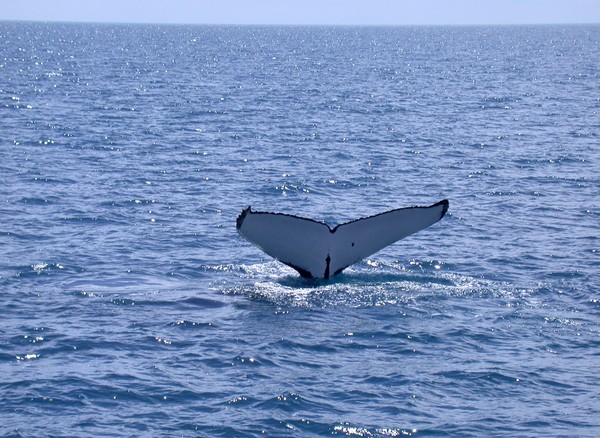 Humpback Whale